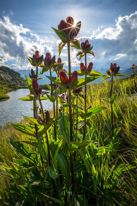 See more of purpur on facebook. Purpur-Enzian Foto & Bild | europe, schweiz ...