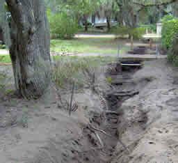 Occasionally, roots may find their way through existing cracks and enlarge them. Building a wall along a row of large live oak trees ...