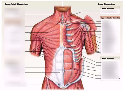 Anatomy Chapter Frontal Chest Muscles Diagram Quizlet