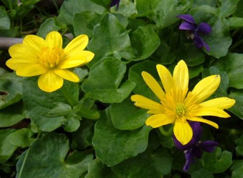 Fiore giallo inverno fiori gialli in inverno illuminano il paesaggio monotono. FOTO di FIORI - Fotografie di fiori della Camapnia