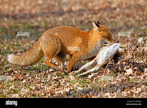 Fox Chasing Rabbit Hi Res Stock Photography And Images Alamy