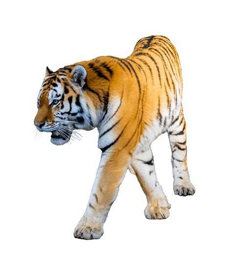 Bengal Tiger Png