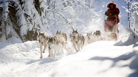 The 10 Best Things To Do In Laplands Winter Wonderland From Husky