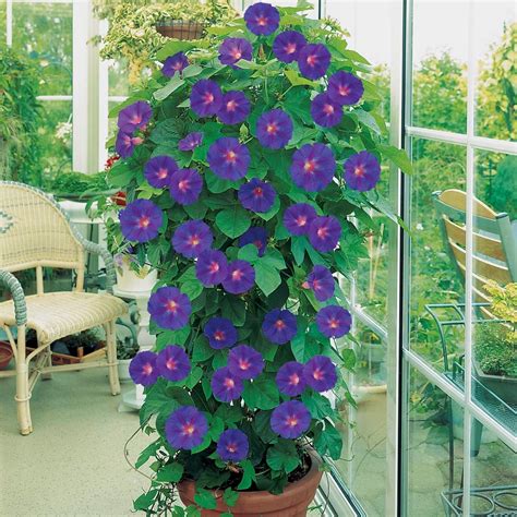 Maybe you would like to learn more about one of these? My Enchanting Cottage Garden: Glorious Morning Glories