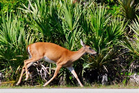 White Tailed Deer