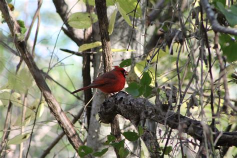 Beautiful Cardinal Bird Feathers Animals Birds