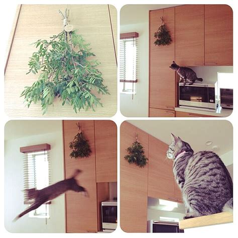 Tiktok for good advertise developers transparency. キッチン/ジャンプ‼︎/猫/ねこ/ねこ部...などのインテリア実例 ...