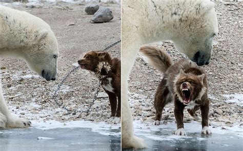 Dog Takes On Polar Bear And Wins
