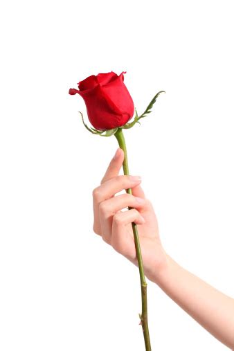 Beautiful Woman Hand Holding A Red Rose Stock Photo Download Image