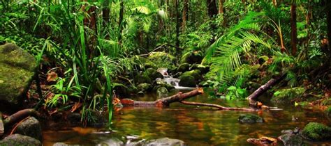 Selva Tropical Panamatourit