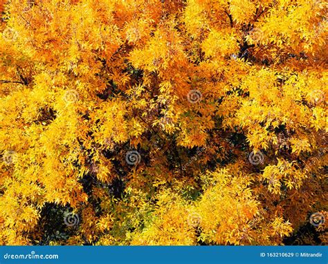 Bright Yellow Foliage Of A Tree In Early Autumn Stock Image Image Of