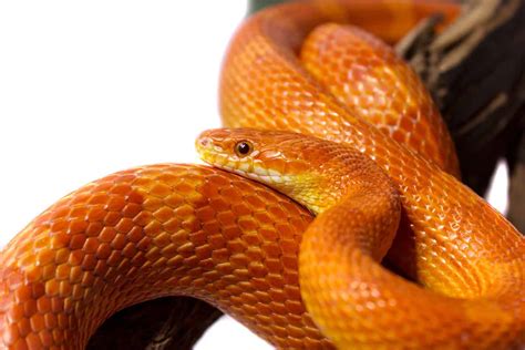 Cutest Pet Snake Breeds With Pictures Embora Pets