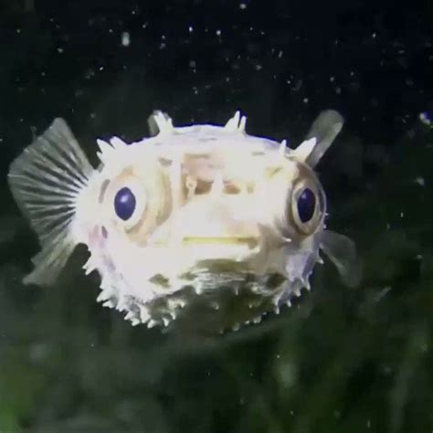 Oceana On Twitter Pufferfish Have The Best Smiles In The Ocean