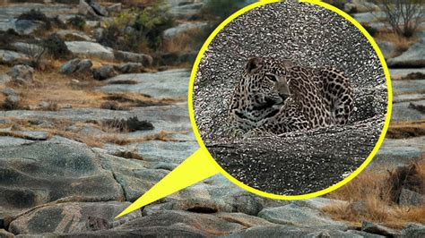 el leopardo camuflado en un terreno pedregoso la foto que atrapa a la india infobae