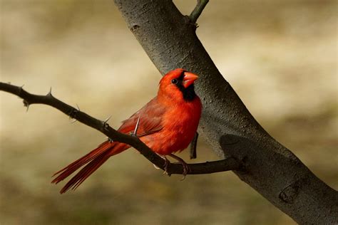 Victoria Daily Photo Northern Cardinal In Maui