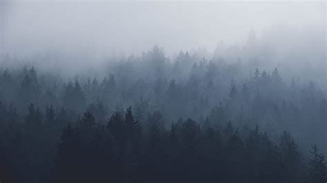 Layers Adventure Fog Tree Trees Discover Forest Explore Misty