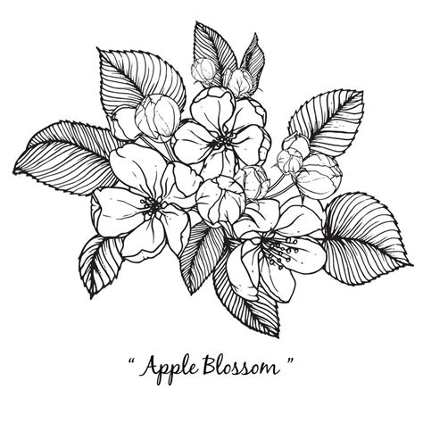 Premium Vector Apple Blossom Flower Drawings
