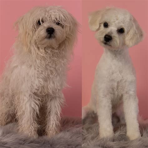 Maltipoo Rescue Before And After Groom Maltipoo Puppies For Sale