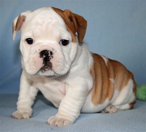 Top 8 English Bulldog Puppies Who're So Cute It's Unbelievable!