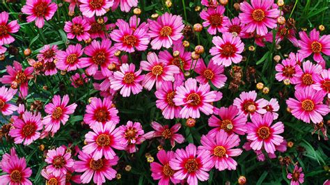 Youll Fall In Love With These Gorgeous Coreopsis Varieties Sunset