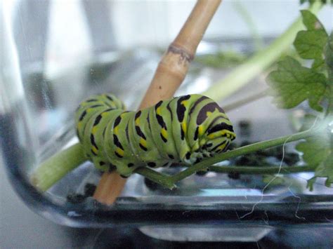 Caterpillar Is Fairly Large Getting Ready To Pupate Swallowtail