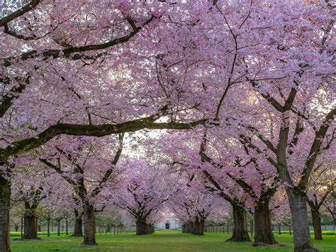 7 Beautiful Flowering Trees And How To Identify Them