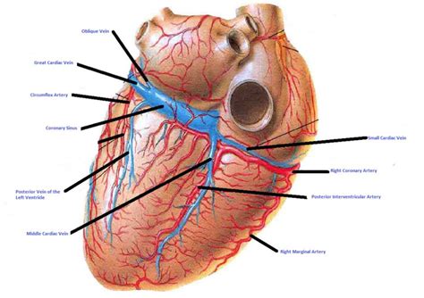 This is quite easy to remember because often in anatomy, the word 'internal' is substituted for 'medial' and the word 'external is substituted for 'lateral'. 5 Major Coronary Arteries | Posterior (With images ...