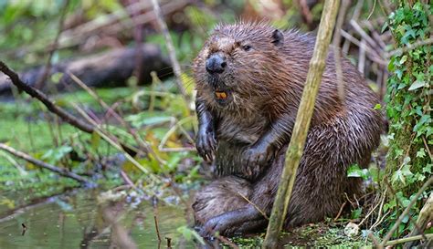 First Baby Beavers Born On Exmoor For 400 Years Natural History Museum