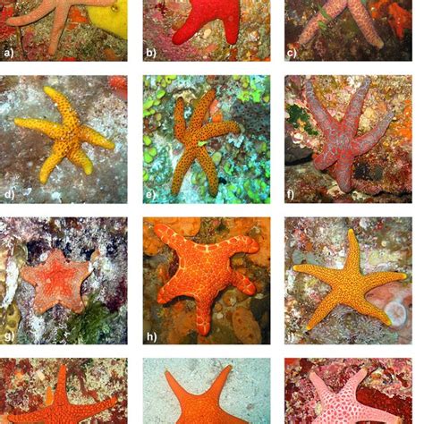 In Situ Photographs Of Sea Star Species Described In This Study A