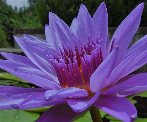Photos Of Blue Lotus Flower