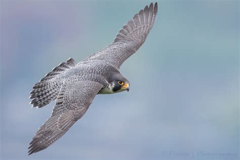 Peregrine Falcons Young And Old 8 Pics Fm Forums