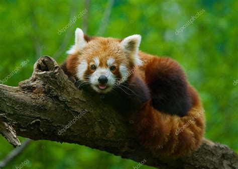 Red Panda — Stock Photo © Bertys30 19702077