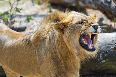 Lion Young Wild Cat Predator Mane Face Teeth Fury Rage Jaws