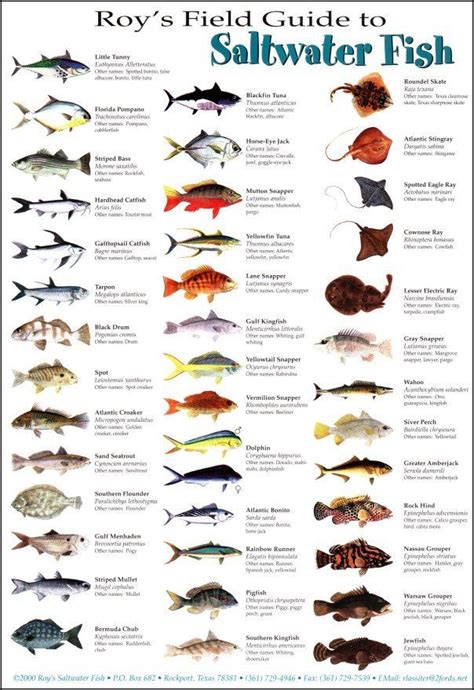 Fish Size Chart Florida