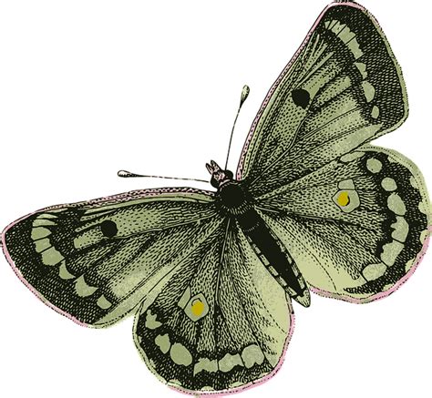 Schmetterling Insekt Fl Gel Kostenlose Vektorgrafik Auf Pixabay Pixabay