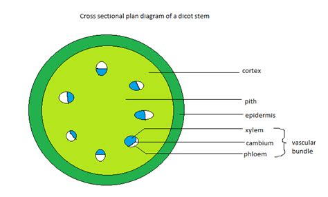 Diagram and label the positions of the tissue systems in this leaf. sweetibnotes: Topic 9 - Plant science