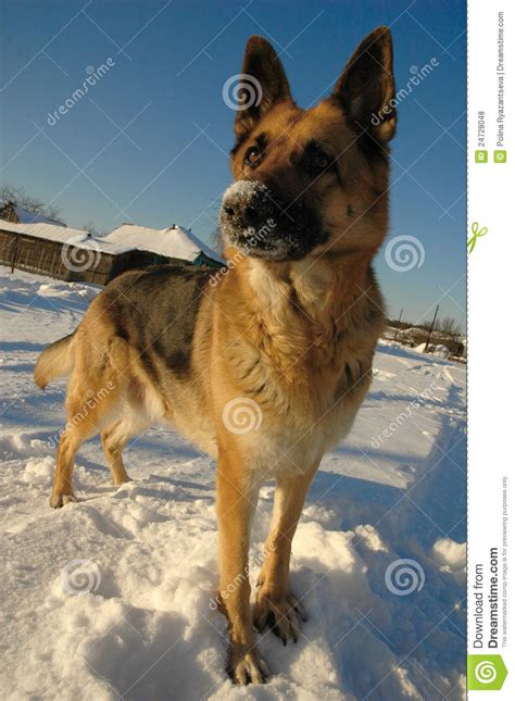 German Shepherd Dog On The Snow Stock Photo Image Of