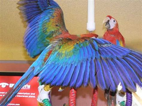 Scarlet Macaw For Sale Adoption From Hyderabad Andhra Pradesh Adpost