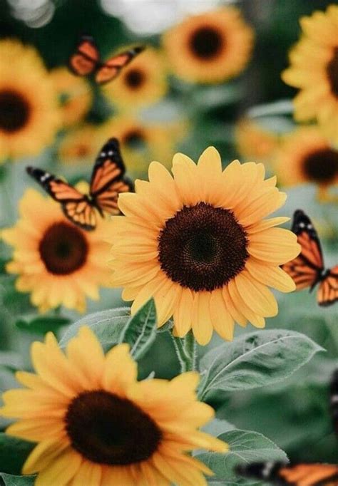 Pin By Melanie On Bloom Sunflower Wallpaper Sunflower Pictures