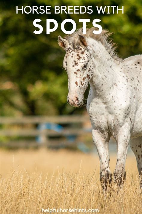 9 Spotted Horse Breeds Youll Love Helpful Horse Hints