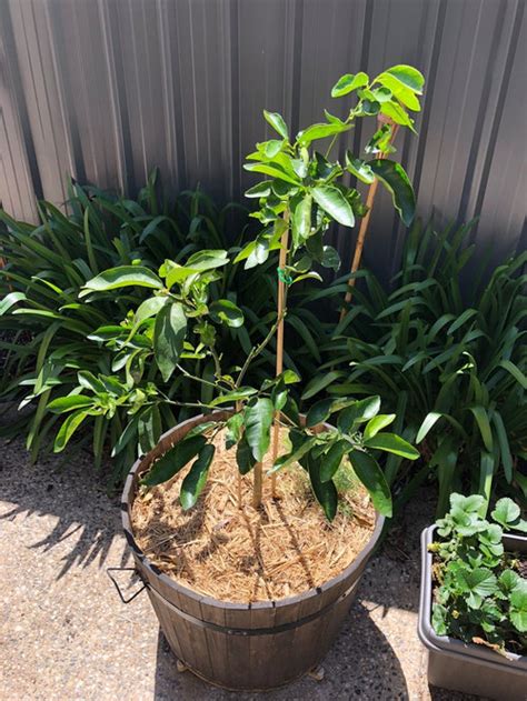 Unfortunately curling leaves on a lemon plant is never a good sign and is usually caused either by environmental conditions or pest damage. Help with my Meyer lemon tree (and Tahitian lime)