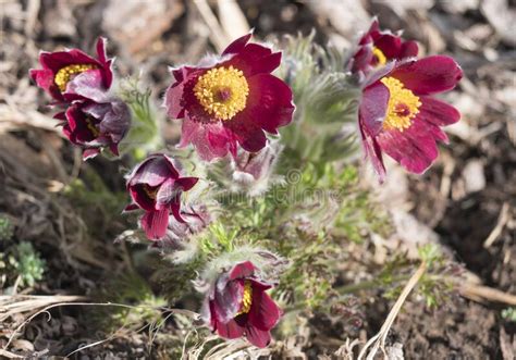 Bunch Of Close Up Pulsatilla Pratensis Purple Violet Flowers Pasque