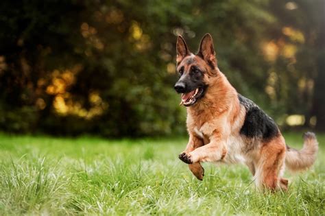Czech working line breeding, very slight angulation on the mom, dad has moderate angulation. How Much Does A German Shepherd Cost? Ultimate Buyer's Guide - Perfect Dog Breeds