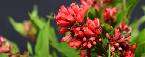 The fruit is sweeter than standard lemons. Flowering Tropical Shrubs To Plant Now