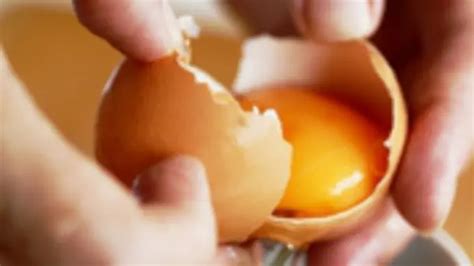 Cara Mudah Mengetahui Perbedaan Jenis Telur Ayam Kampung Dan Negeri