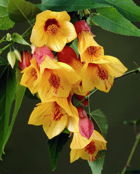 We also enjoy hummingbird gardening, and designing our landscape to provide food and shelter for hummingbirds. Top 10 Pretty Plants that Attract Hummingbirds - Page 2 of ...