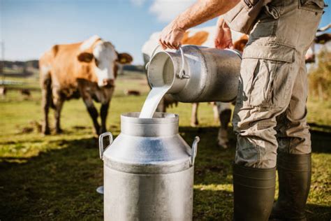 Dairy Cow Milk Stock Photos Pictures And Royalty Free Images Istock