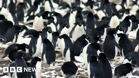 Largest Population Of Penguins Found In Antarctic Peninsula Bbc News