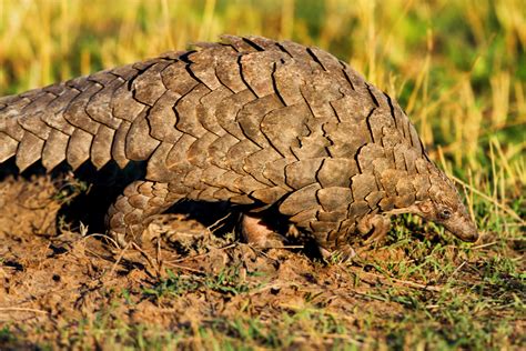 Pangolin meat is also considered a delicacy, especially in china and vietnam. World Pangolin Day