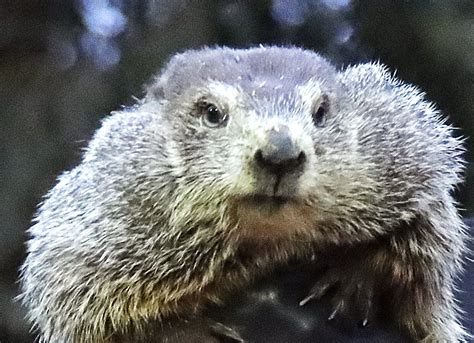 Groundhog doesn't see his shadow, predicting early spring - Portland Press Herald